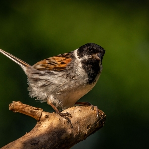 Redwell   20 06 2020   D800   Les 117.jpg